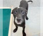 Small #1 Plott Hound Mix