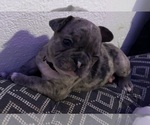 Puppy Purple French Bulldog