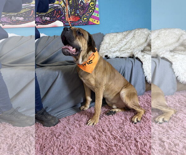 Medium Photo #8 Bullmastiff Puppy For Sale in Goodyear, AZ, USA