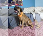 Small #7 Bullmastiff