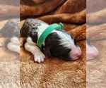 Small #2 Sheepadoodle
