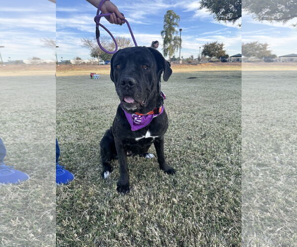 Medium Photo #2 Mutt Puppy For Sale in Goodyear, AZ, USA