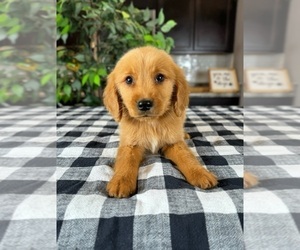 Golden Retriever Puppy for sale in GREENWOOD, IN, USA