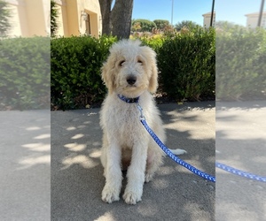 Bernedoodle Puppy for sale in ROYSE CITY, TX, USA