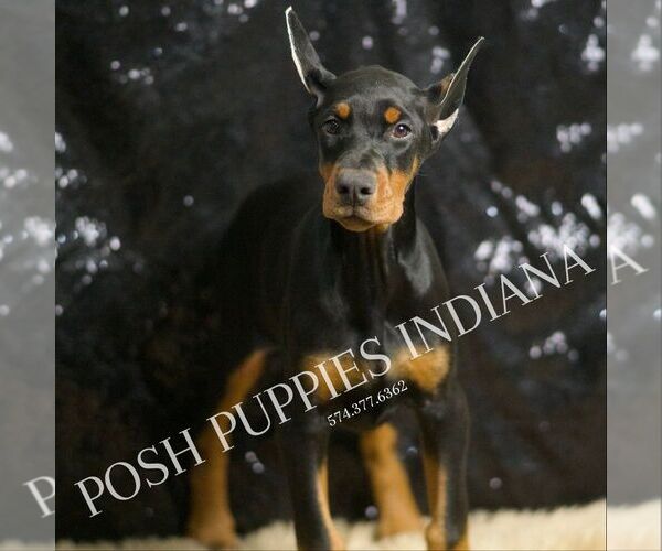 Medium Photo #6 Doberman Pinscher Puppy For Sale in WARSAW, IN, USA