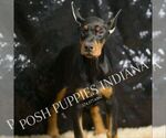 Small #4 Doberman Pinscher