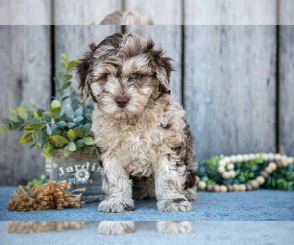 Medium Photo #2 Poodle (Miniature)-Portuguese Water Dog Mix Puppy For Sale in FREDERICKSBURG, OH, USA