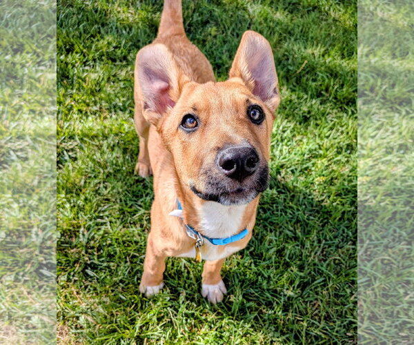 Medium Photo #8 Labrador Retriever-Unknown Mix Puppy For Sale in Sandy, UT, USA