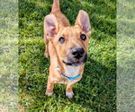 Small #7 Labrador Retriever Mix