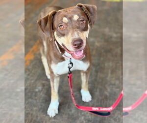 Labrador Retriever-Unknown Mix Dogs for adoption in Omaha, NE, USA