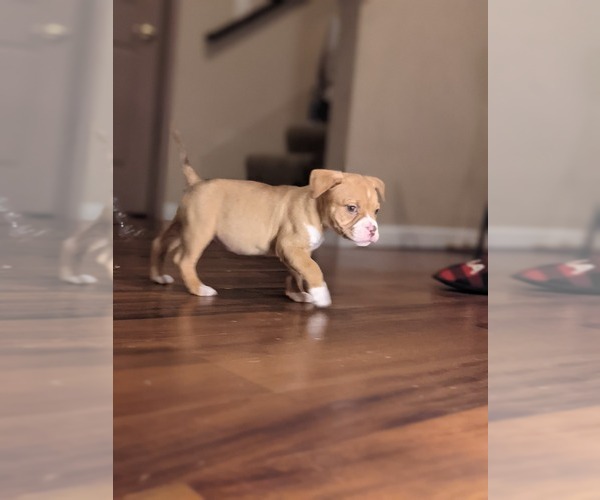 Medium Photo #6 American Bully Puppy For Sale in ANTIOCH, CA, USA
