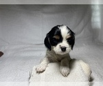 Small Photo #2 Cavalier King Charles Spaniel Puppy For Sale in BENTONVILLE, AR, USA