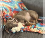 Small #2 Dachshund Mix