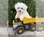 Eddie - Male Maltese Puppy for Sale - Photo #4