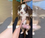 Small Photo #4 Miniature American Shepherd Puppy For Sale in COLLEGE STATION, TX, USA
