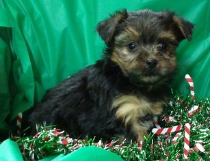 Yorkshire Terrier Puppy for sale in CONOWINGO, MD, USA