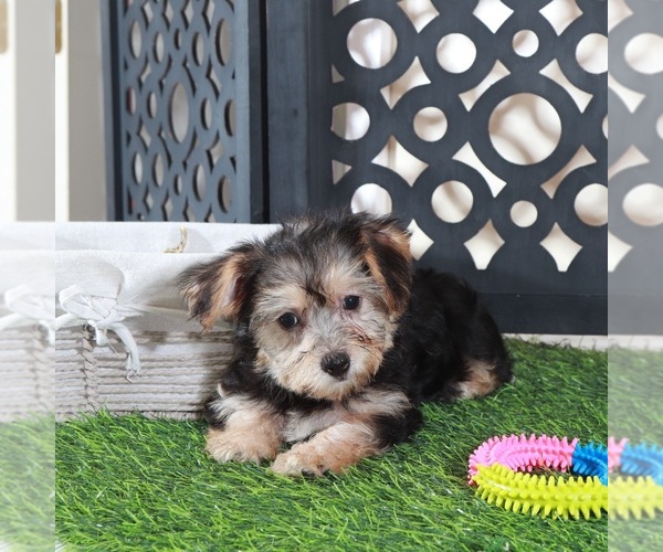 Medium Photo #2 Yo-Chon Puppy For Sale in MOUNT VERNON, OH, USA
