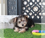 Small #1 Yo-Chon