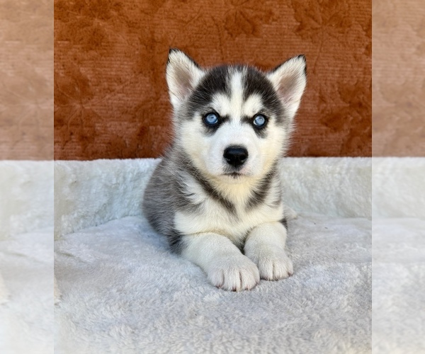 Medium Photo #4 Siberian Husky Puppy For Sale in OCALA, FL, USA