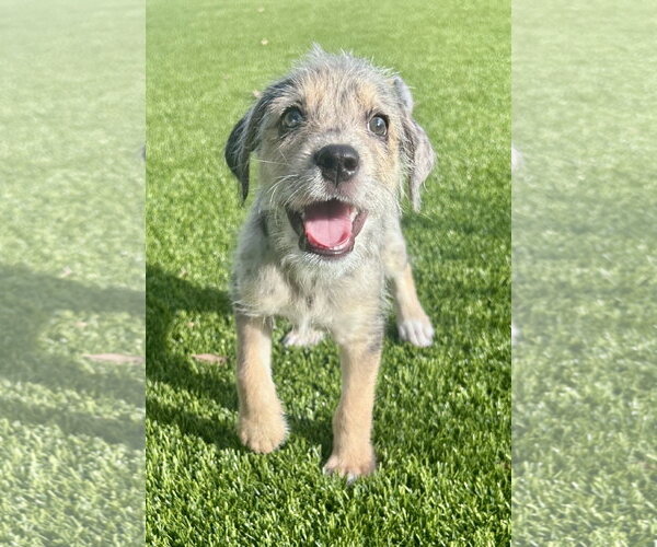 Medium Photo #1 Australian Shepherd-Unknown Mix Puppy For Sale in Royal Palm Beach, FL, USA
