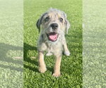 Small Australian Shepherd Mix