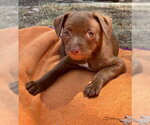 Small #2 Chihuahua Mix