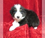Small Photo #2 Miniature Australian Shepherd Puppy For Sale in HARTVILLE, MO, USA
