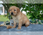 Small Photo #13 Golden Retriever Puppy For Sale in WOLCOTTVILLE, IN, USA