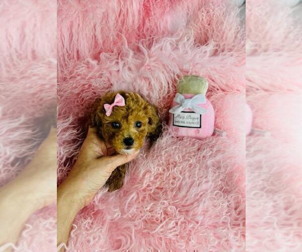 Medium Photo #3 Poodle (Toy) Puppy For Sale in TAMPA, FL, USA