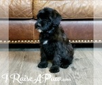 Small Photo #11 Whoodle Puppy For Sale in OVERGAARD, AZ, USA