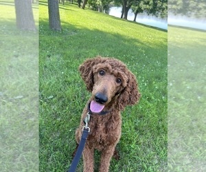 Mother of the Poodle (Standard) puppies born on 03/30/2026