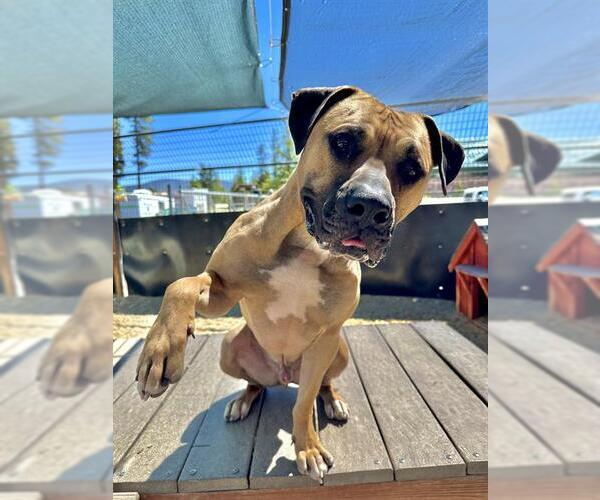 Medium Photo #1 Bullmastiff-Unknown Mix Puppy For Sale in Frisco, CO, USA