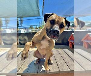 Bullmastiff-Unknown Mix Dogs for adoption in Frisco, CO, USA