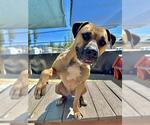 Small Bullmastiff Mix