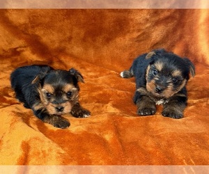 Yorkshire Terrier Puppy for sale in DETROIT, MI, USA