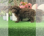 Small #2 Havanese