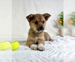 Small #2 Miniature Australian Shepherd-Pomsky Mix