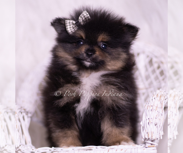Medium Photo #94 Pomeranian Puppy For Sale in WARSAW, IN, USA