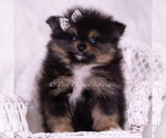 Small Photo #94 Pomeranian Puppy For Sale in WARSAW, IN, USA