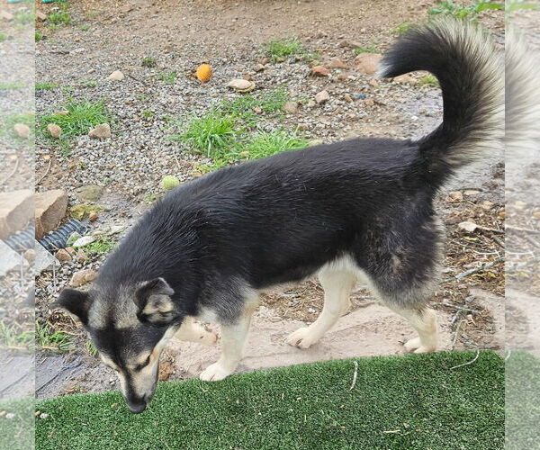 Medium Photo #2 Huskies -Unknown Mix Puppy For Sale in Tracy City, TN, USA
