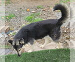 Small #1 Huskies  Mix