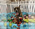 Small Photo #12 Mountain Cur-Unknown Mix Puppy For Sale in Rockaway, NJ, USA