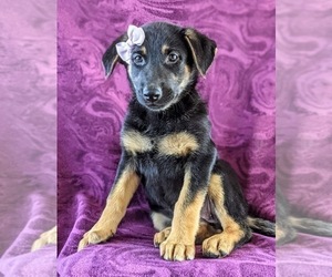 German Shepherd Dog Puppy for sale in LINCOLN UNIV, PA, USA