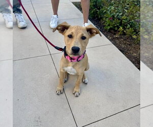 Trixie - Female Labrador Retriever-Unknown Mix Dog for Adoption - Photo #3