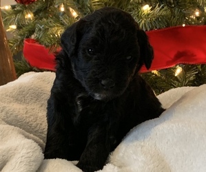 Miniature Bernedoodle-Poodle (Miniature) Mix Dogs for adoption in VALLONIA, IN, USA