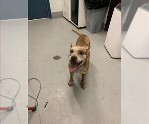 American Pit Bull Terrier Dogs for adoption in Corpus Christi, TX, USA