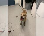 Small American Pit Bull Terrier