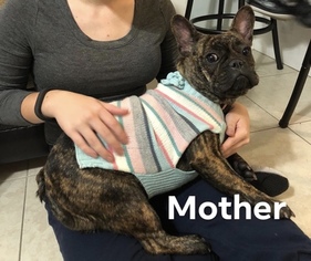 Mother of the French Bulldog puppies born on 08/01/2018
