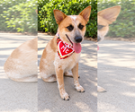 Hank - Male Red Heeler-Unknown Mix Dog for Adoption - Small photo