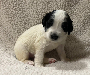 Sheepadoodle Puppy for sale in WAKE FOREST, NC, USA